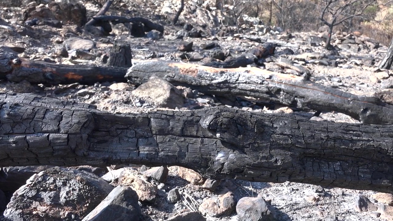 Verbrande boomstammen in een bos na een bosbrand