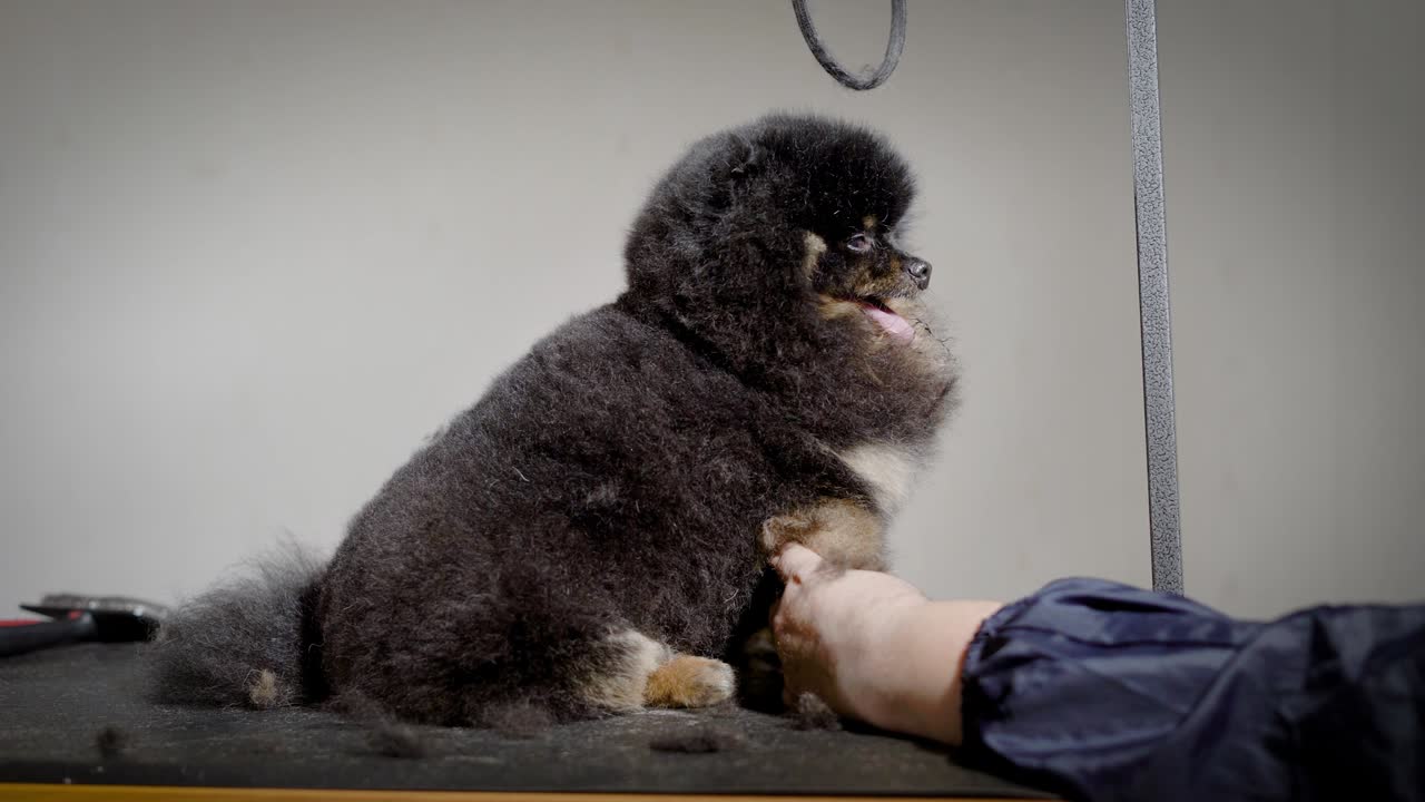 작은 애완동물이 앉아서 기다리고 있는 동안 미용사는 전문적인 방에서 일을 하고 있습니다.