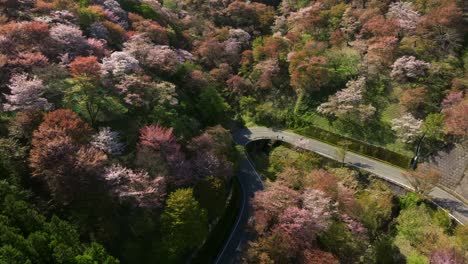 aerial tops down route through a japanese pink flowered cherry blossom trees mountain, scenic route in japan, mount yoshino