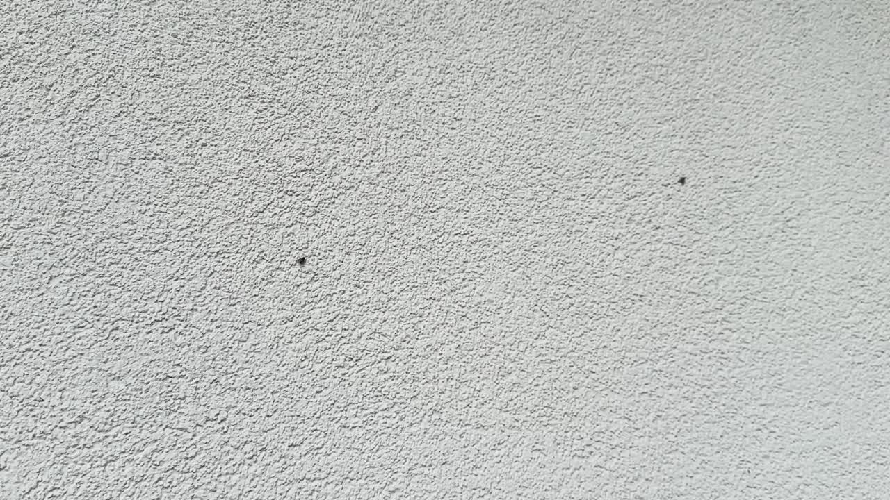 Several flies sitting and moving on a white wall surface — macro view of insects in urban nature environment
