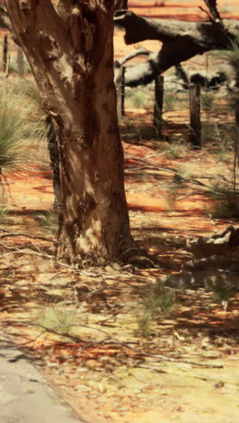 a tree trunk in the australian outback