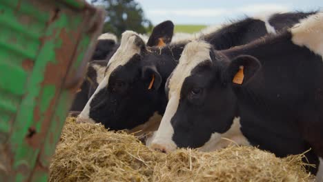 Algunas-Vacas-Jóvenes-Comen-Heno-Juntas.