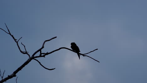 silhouette of small bird perched on a leafless branch