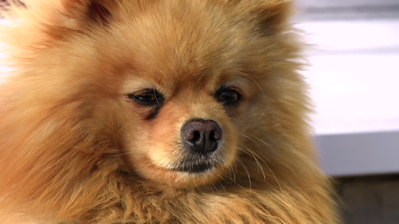 Small pomeranian spitz blinking and looking around. Close up shot at sunlight. Slow motion
