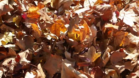el montón de hojas de otoño