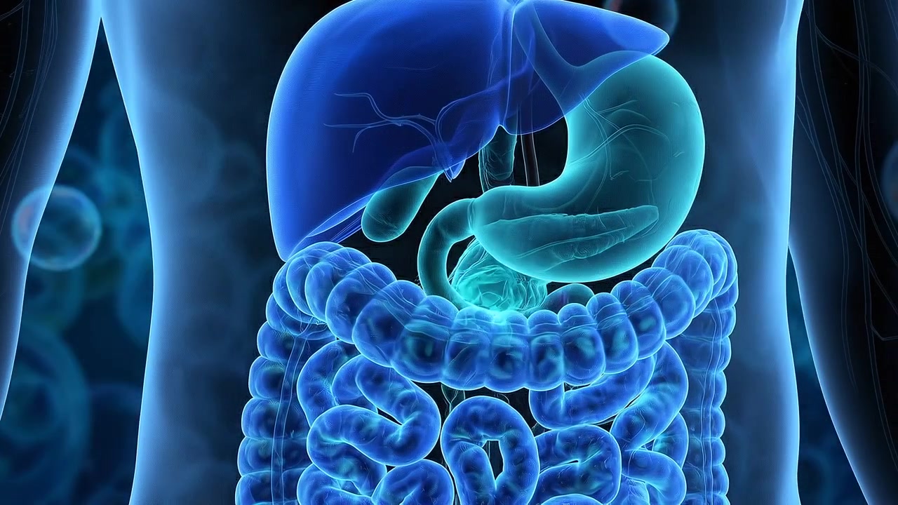 Animazione medica a raggi X dello stomaco umano e della struttura del sistema digestivo