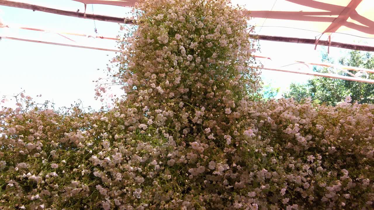Massive pink flower tower in sunlight, joyful mood at Rueda Virgen plaza event