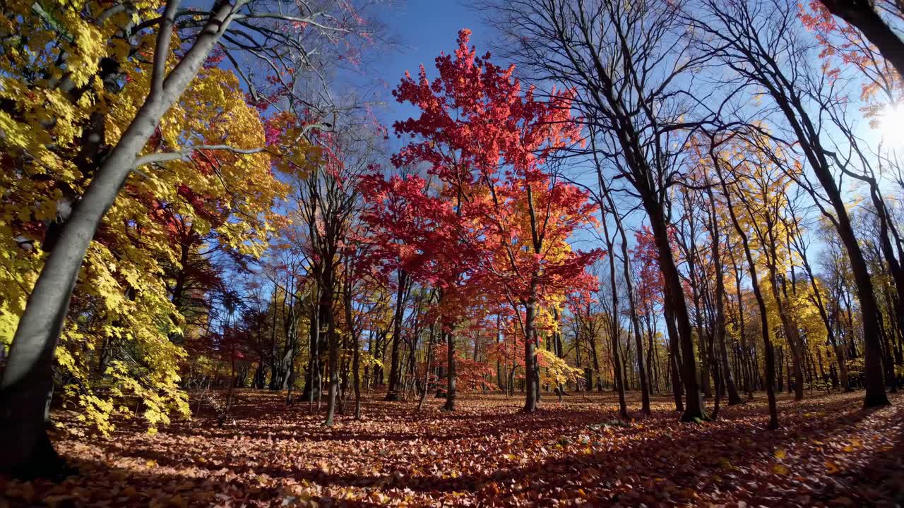 Vibrant autumn forest scene captured from a low-angle, showcasing colorful leaves under a clear blue