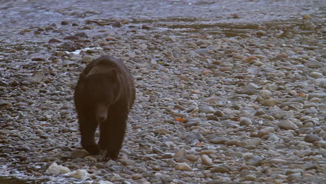 Gran-Oso-Pardo-Camina-Por-La-Orilla-Rocosa