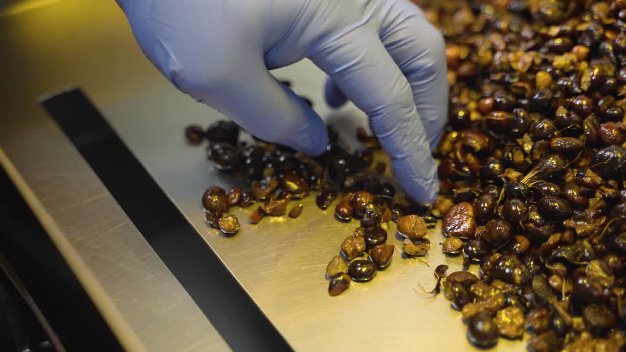Primo piano di un operaio con i guanti che testa con una sonda il frutto di palma da olio su un contenitore metallico.