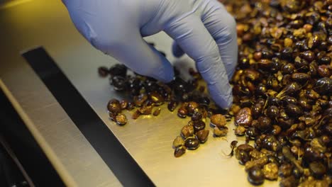 Close-up-shot-of-a-worker-wearing-gloves-to-probe-test-palm-oil-fruit-on-a-metal-container