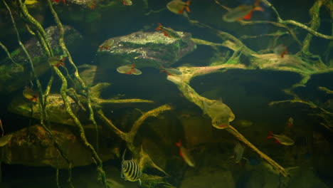 fish swimming in murky water with tree roots