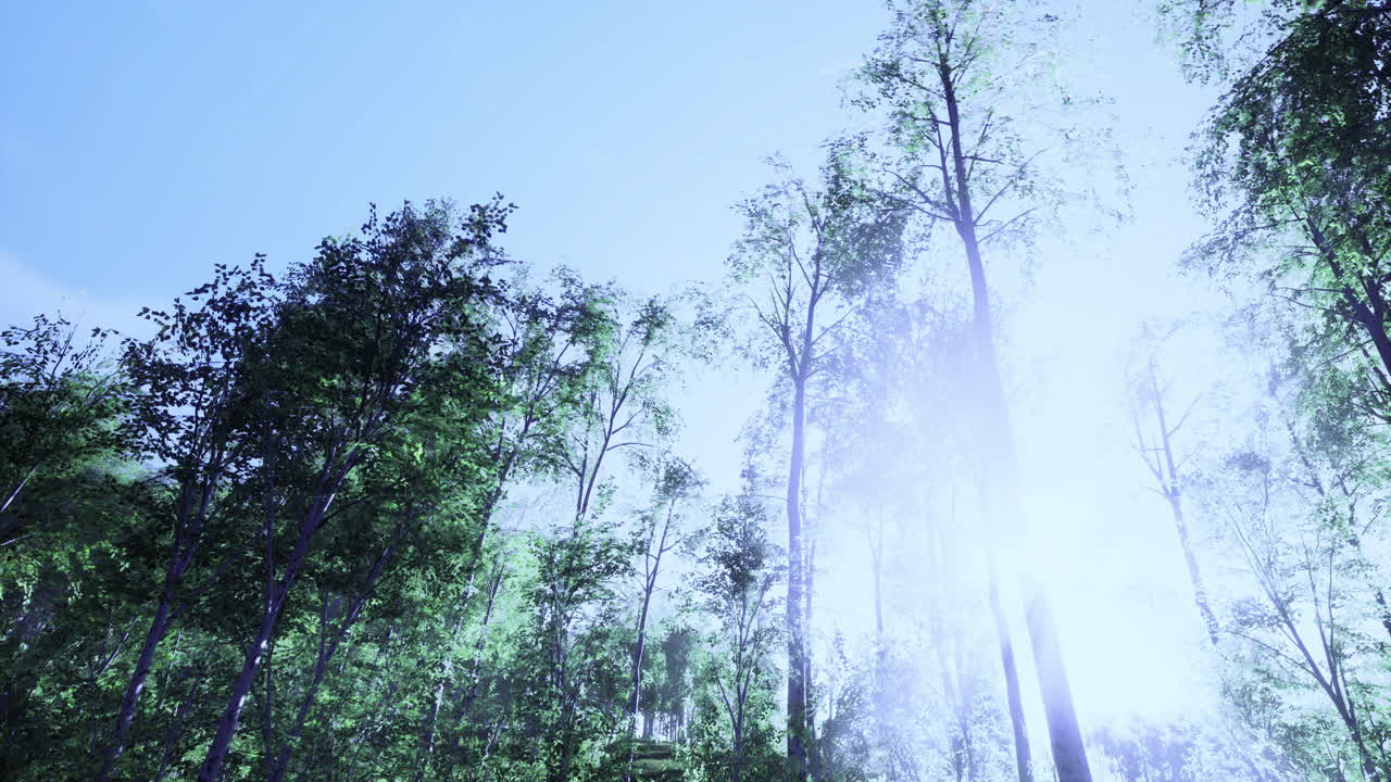 Majestic trees reaching towards a bright blue sky in a lush forest