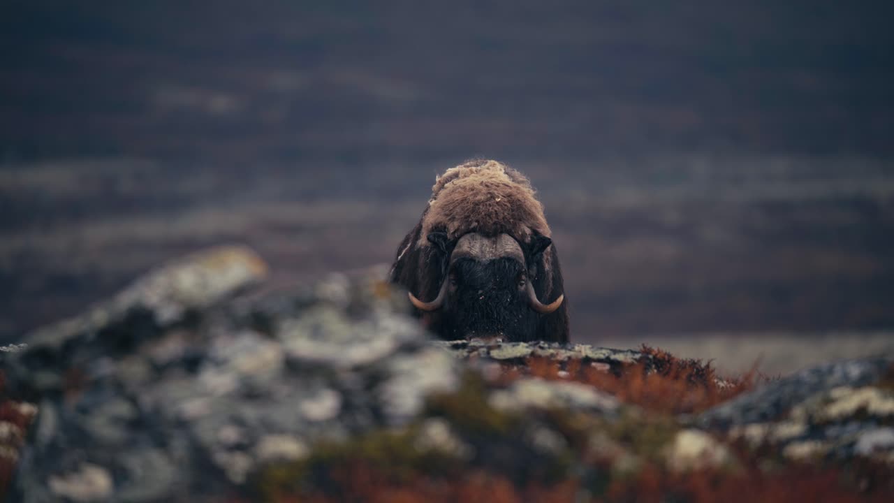 View Of A Musk Ox Bull Foraging In Tundra In Autumn Landscape, Dovrefjell, Norway - wide
