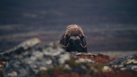 view of a musk ox bull foraging in tundra in autumn landscape, dovrefjell, norway - wide