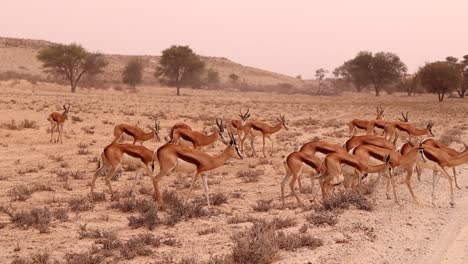 un harén de antílopes springbok cruza una carretera en el desierto de kalahari