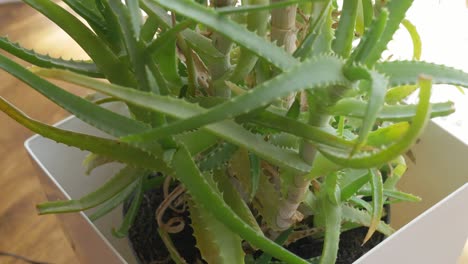 aloe vera plant rotating, turning round