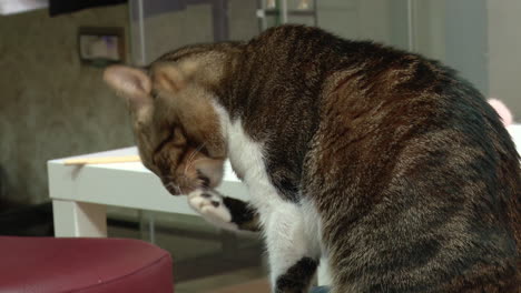 tabby cat grooming itself