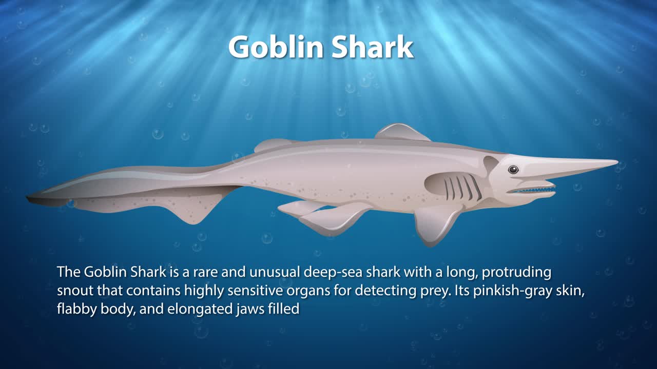 희귀 한 고블린 상어 의 서식지 를 보여 주는 애니메이션