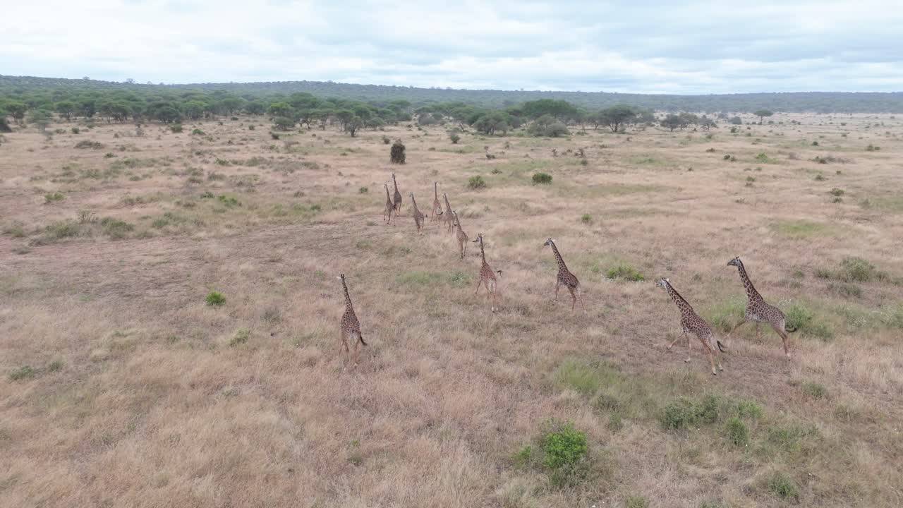 DRONE SHOT OF GIRAFFE IN TARANGIRE NATIONAL PARK