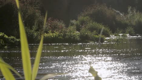 sunlit river glistening with reflections amidst lush greenery, serene natural setting, camera tilts down