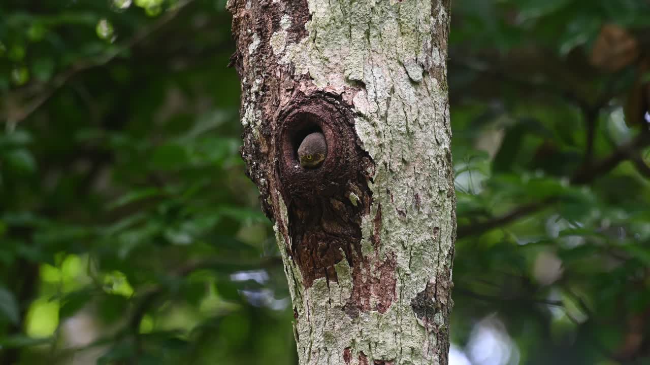 mochuelo de collar, taenioptynx brodiei, parque nacional kaeng krachan, tailandia