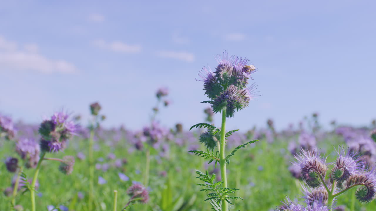 abeja en flor de tanaceto phacelia, día soleado, primer plano