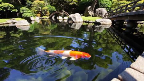 japanese garden with koi fish