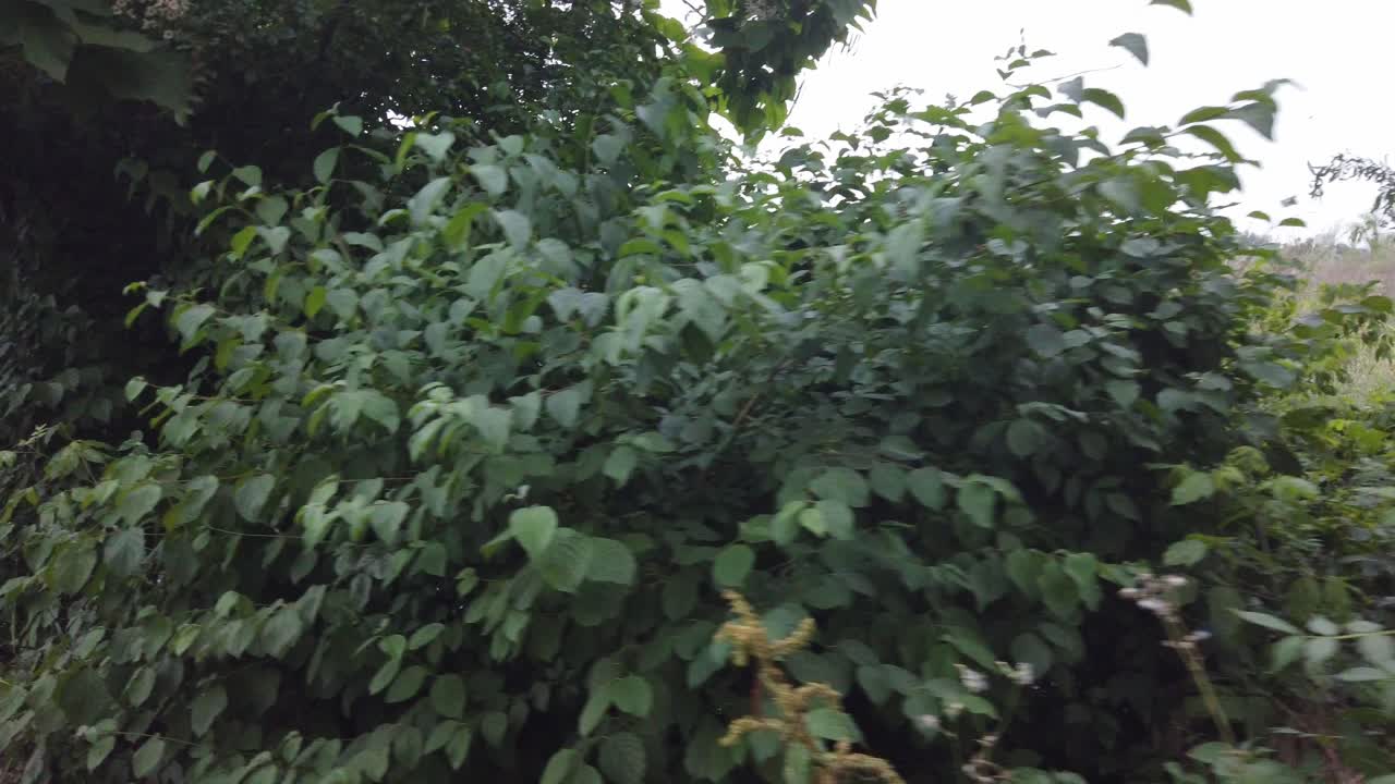 caminando por la calle del parque en bucarest