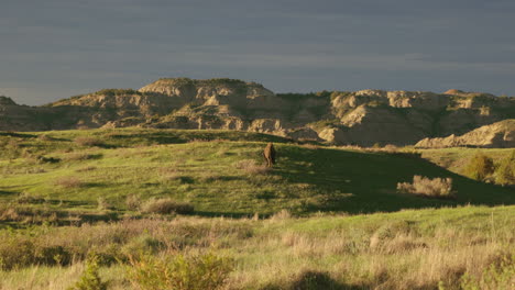 bison grazing in valley during a cloudy sunset