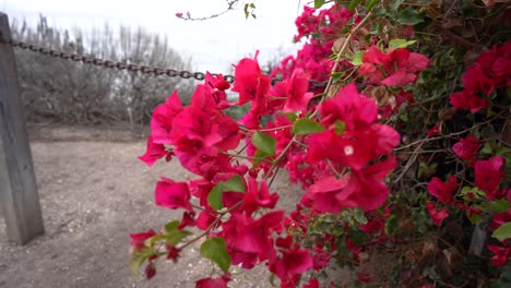 Hermosas-Flores-Rojas-Junto-A-La-Playa