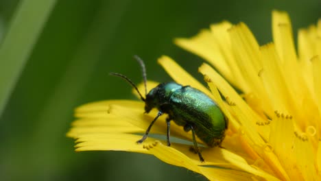 Tiro-Macro-De-Un-Escarabajo-De-Hoja-De-Aliso-Verde-Sentado,-Descansando-Sobre-Una-Flor-De-Diente-De-León-Amarillo-En-Cámara-Lenta