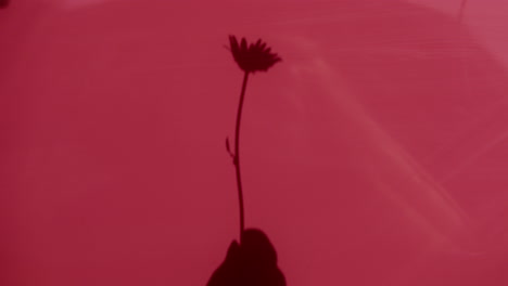 shadow of a flower on a red surface