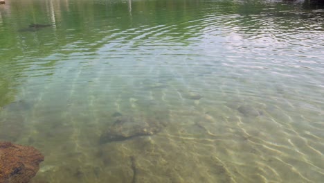 raya águila manchada vueltas de natación en una piscina de marea