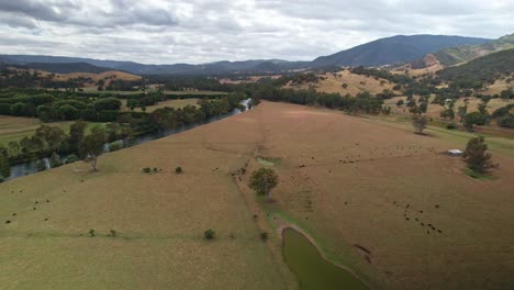 Reveal-along-the-Goulburn-River-and-over-farm-paddocks-and-cows-grazing-near-Eildon,-Victoria,-Australia