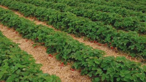 Strawberry-field-straw-mat