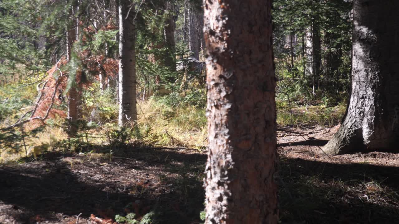 espectáculo panorámico en un oscuro bosque de coníferas con dos perros corriendo