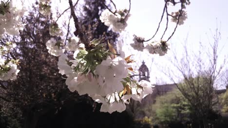 花在市政廳周圍的花朵