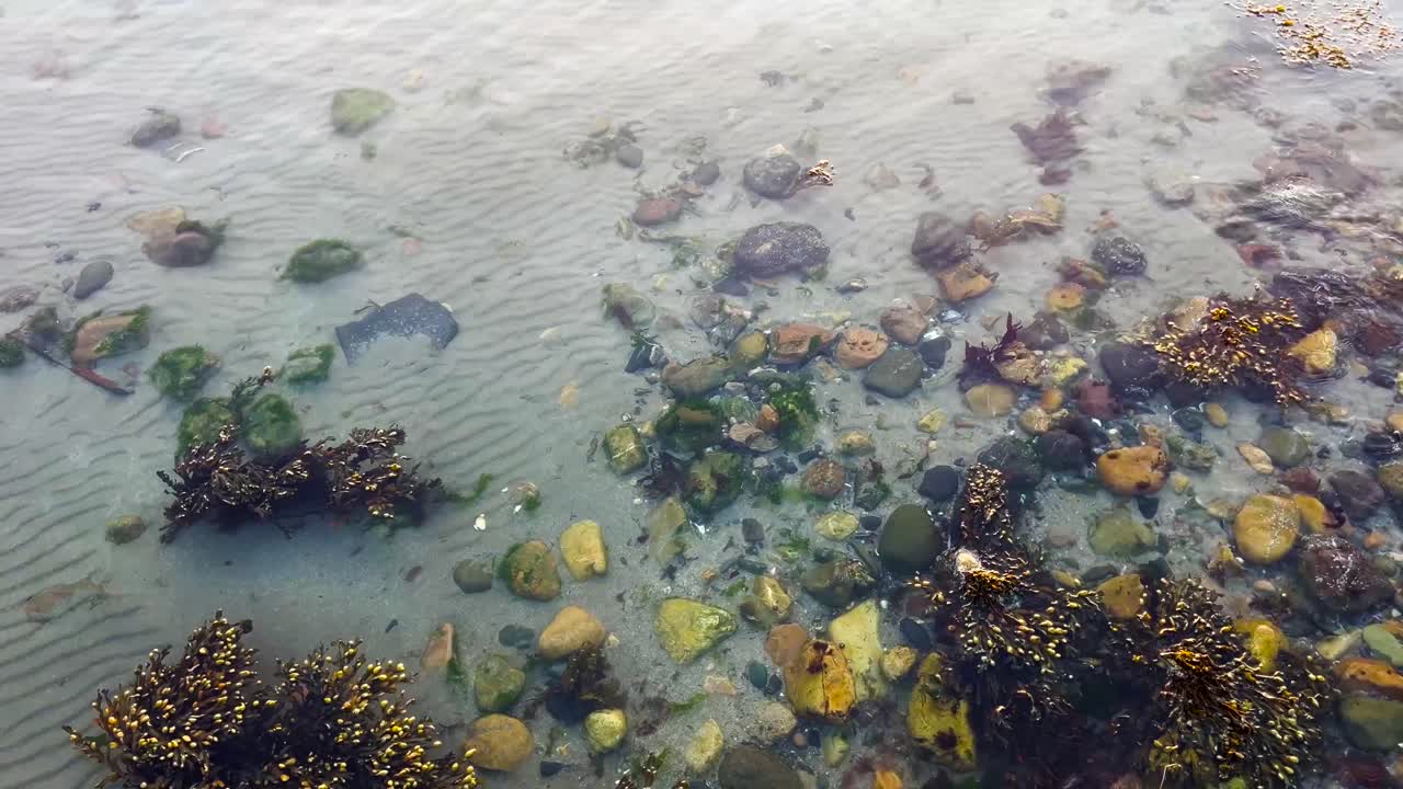 Rocks and Seaweed in Shallow Clear Water