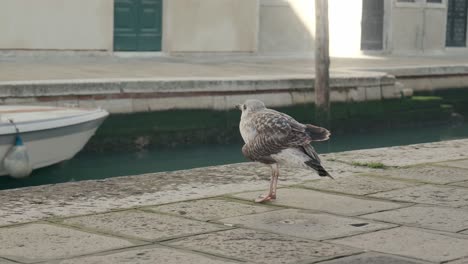 Möwe-Spaziert-Durch-Venezianische-Gewässer