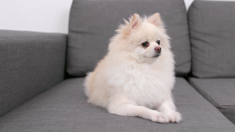 소파에 앉아 있는 포메라니아 개