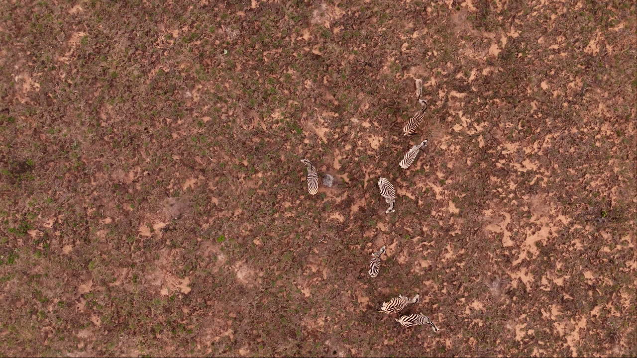 una manada de cebras descansando en un prado seco, mezclándose perfectamente con el terreno