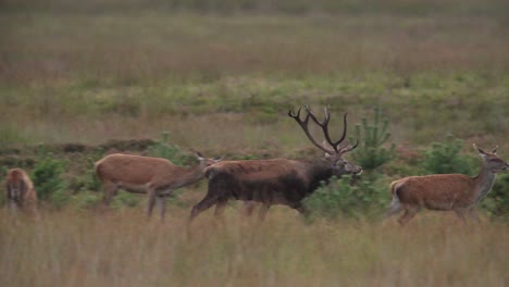 Rotwildhirsch-Brüllt-Und-Jagt-Hirschkühe-Aus-Dem-Harem,-Brunftzeit