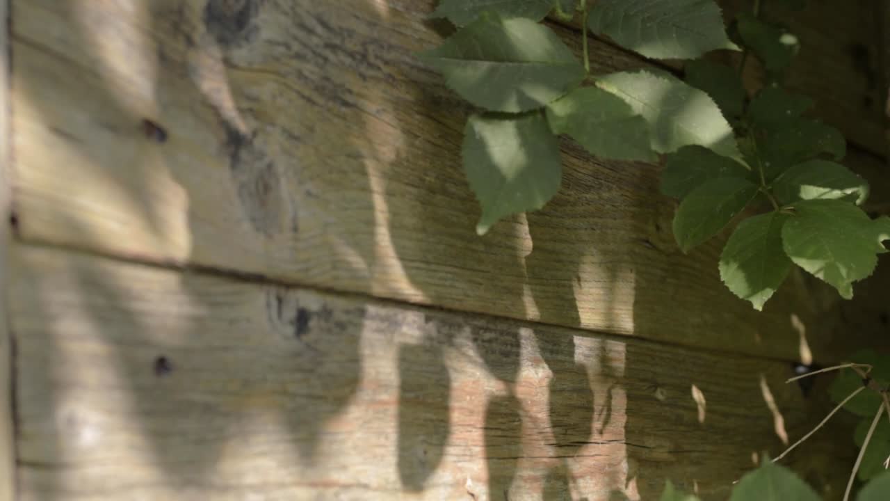 Tree leaves shadows against wooden shed
