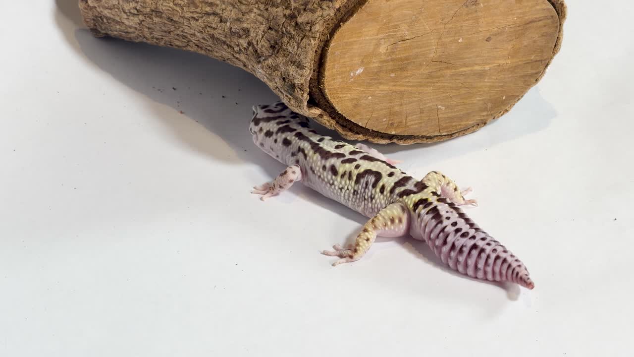Un geco leopardo striscia su uno sfondo bianco da studio verso un pezzo di legno