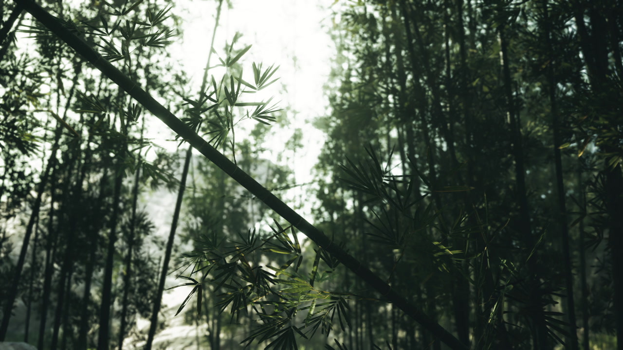 Lush bamboo forest under soft morning light creating a serene atmosphere