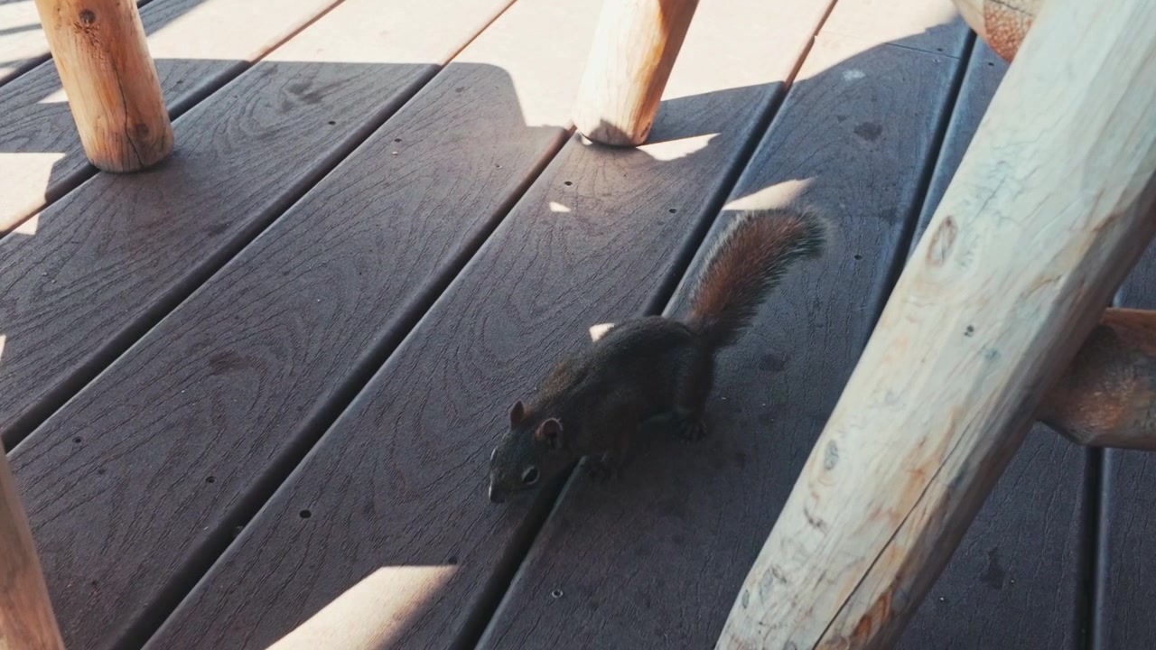 A squirrel on a wood deck exploring and walking around between chair legs and patches of sunlight.
