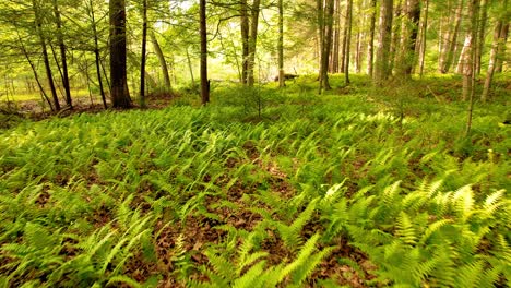 Slow,-smooth,-low-drone-video-footage-moving-through-a,-peaceful,-magical-fern-forest-with-beautiful-golden-light