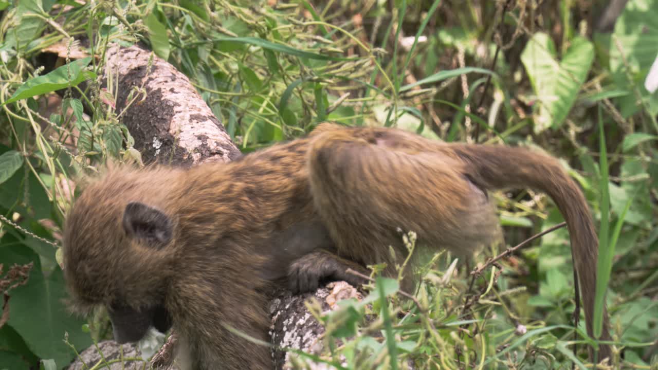 babuinos, jóvenes babuinos comiendo la flor blanca de la gloria matinal en el parque nacional de tanzania