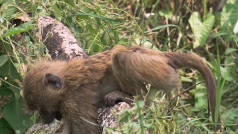 baboons, young baboon eating white morning glory flower in tanzania national park